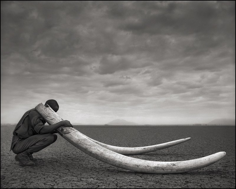 Ranger with Tusks of Killed Elephant